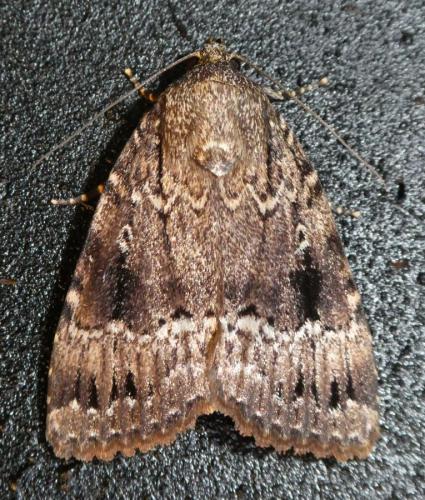 Amphipyra pyramidea
